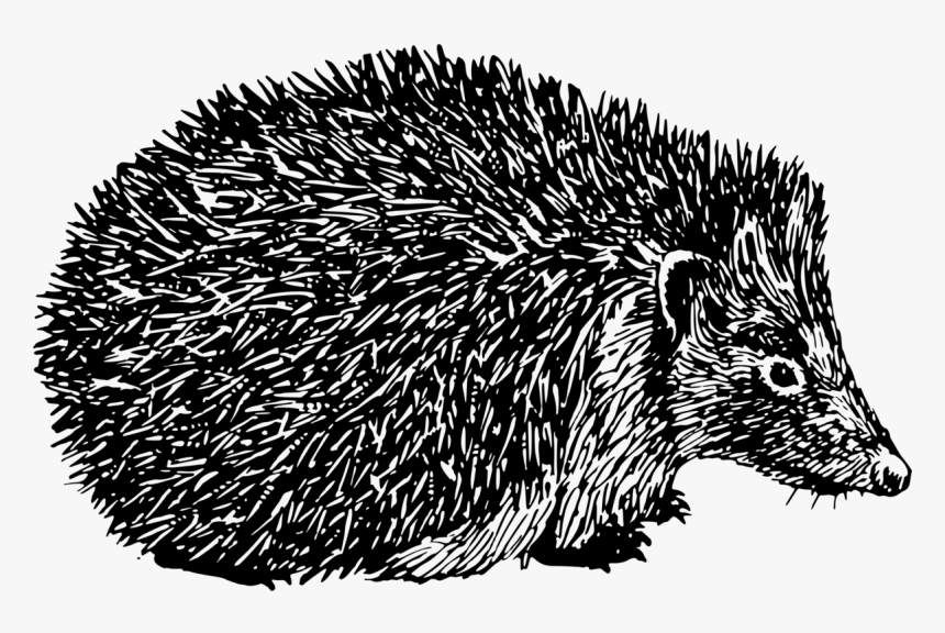 Black And White Clipart Hedgehog, HD Png Download, Free Download