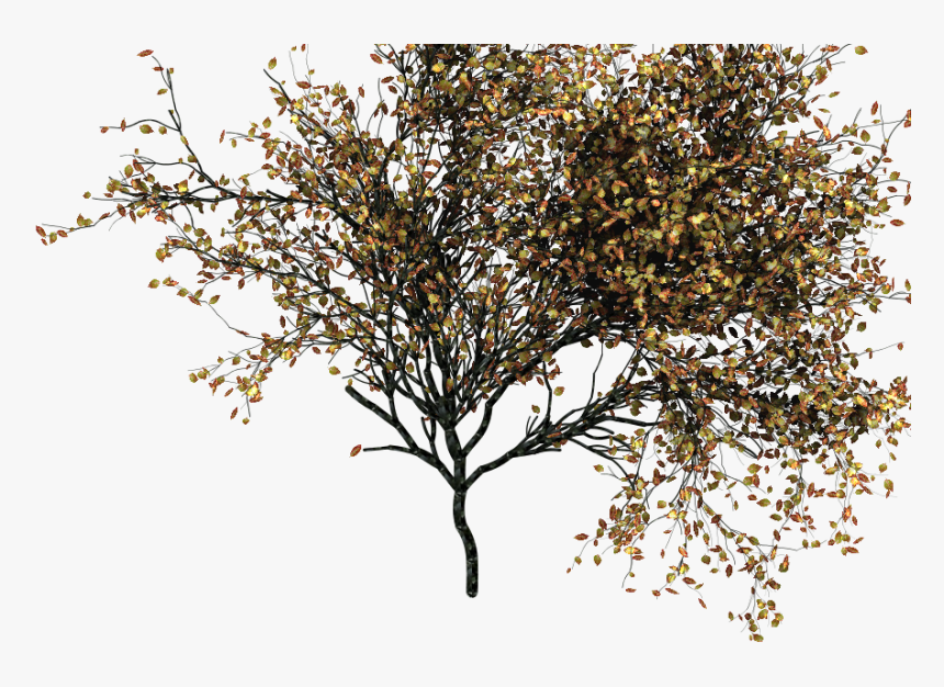 Autumn Trees Transparent Png, Png Download, Free Download