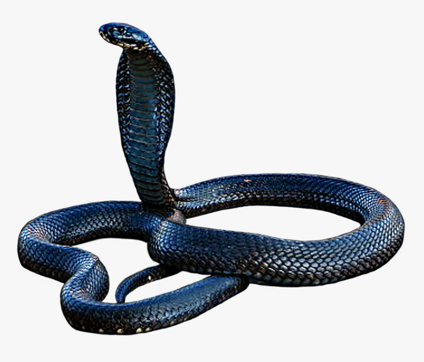 Cobra Png - Cobra Em Png, Transparent Png, Free Download