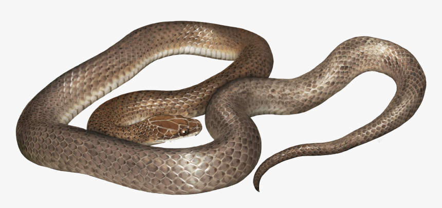 Cobra Png Free Download - Cenaspis Aenigma, Transparent Png, Free Download