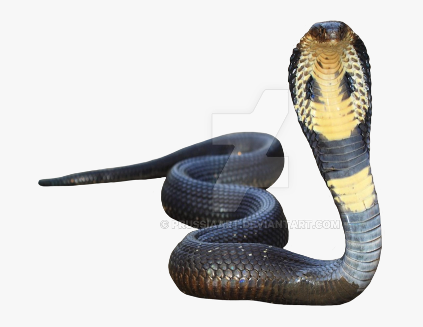 King Cobra Transparent Background - Transparent Background Cobra Snake Png, Png Download, Free Download