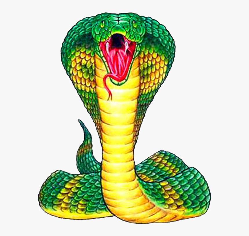 King Cobra Png Free Pic - Snake Front View Drawing, Transparent Png - kindp...