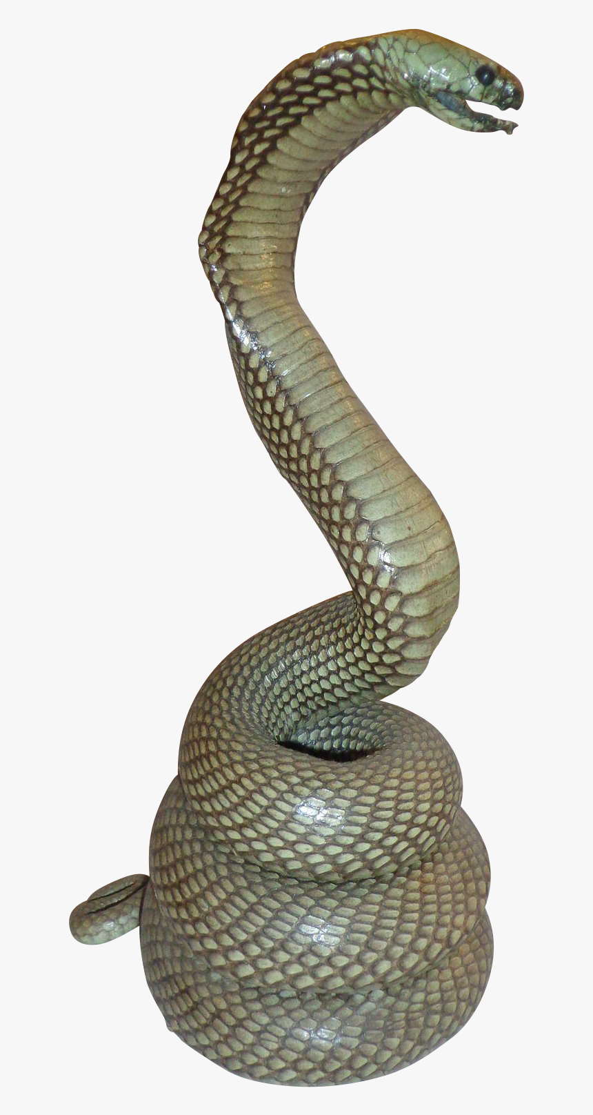 Rattlesnake Reptile King Cobra - Taxidermied Snake, HD Png Download, Free Download