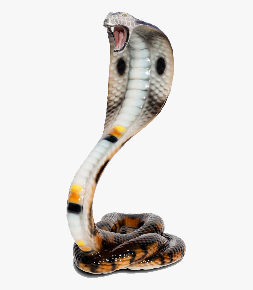 Cobra Png Photo - King Cobra, Transparent Png, Free Download