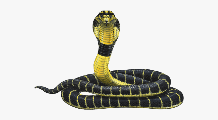 Cobra Png Free Image Download - King Cobra Yellow And Black, Transparent Png, Free Download