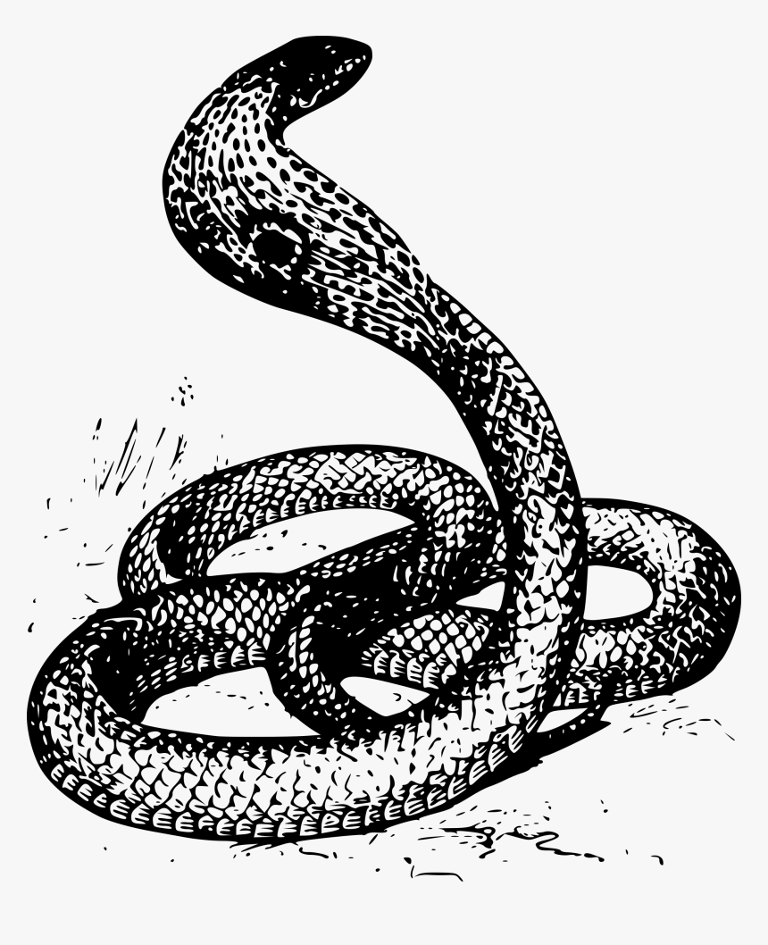 Snake Drawing Png, Transparent Png, Free Download