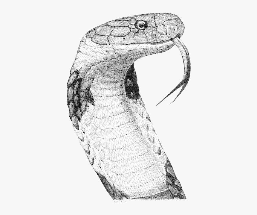 King Cobra Drawing Png, Transparent Png, Free Download