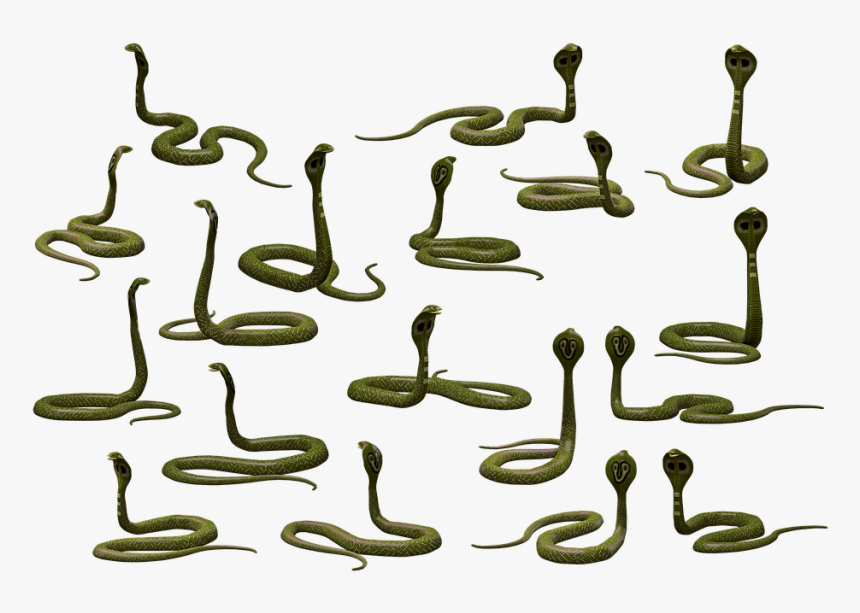 Transparent Cobra Snake Png - Snakes, Png Download, Free Download