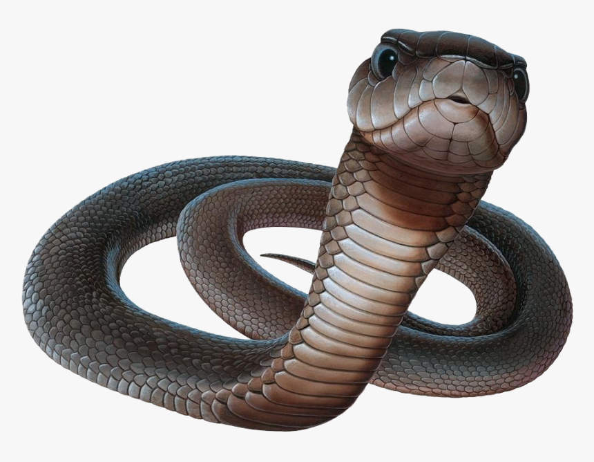 Black Mamba Png, Transparent Png, Free Download