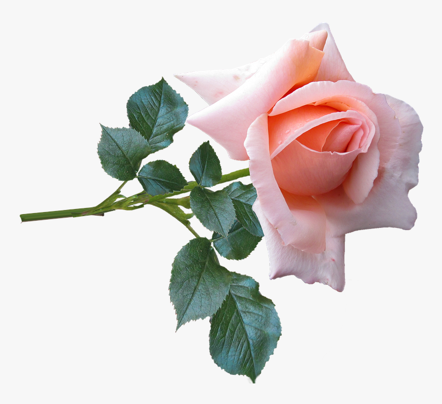 Rose, Flower, Stem, Garden, Nature - Real Rose Png, Transparent Png, Free Download