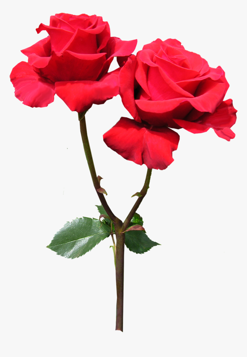 Red Rose Flower Free Picture - Red Flowers With Stem Png, Transparent Png, Free Download