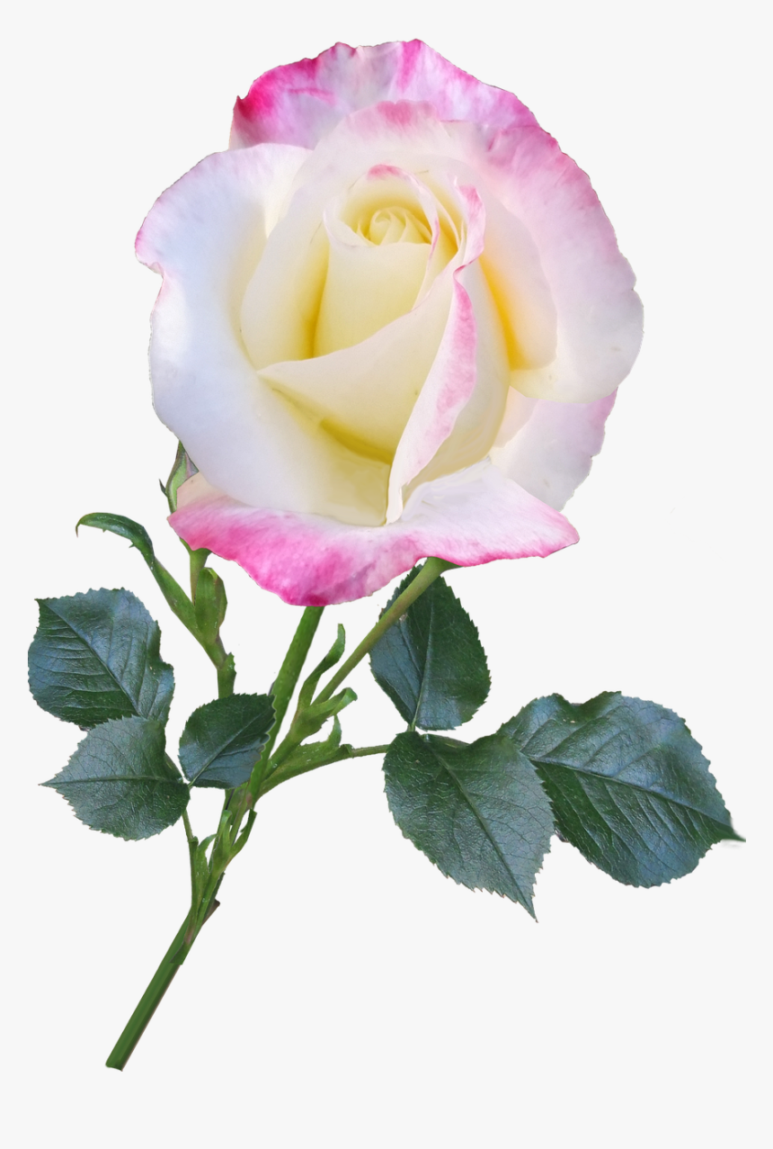 Rose, Bloom, Flower, Stem, Nature, Romantic - Transparent Long Stem Roses, HD Png Download, Free Download