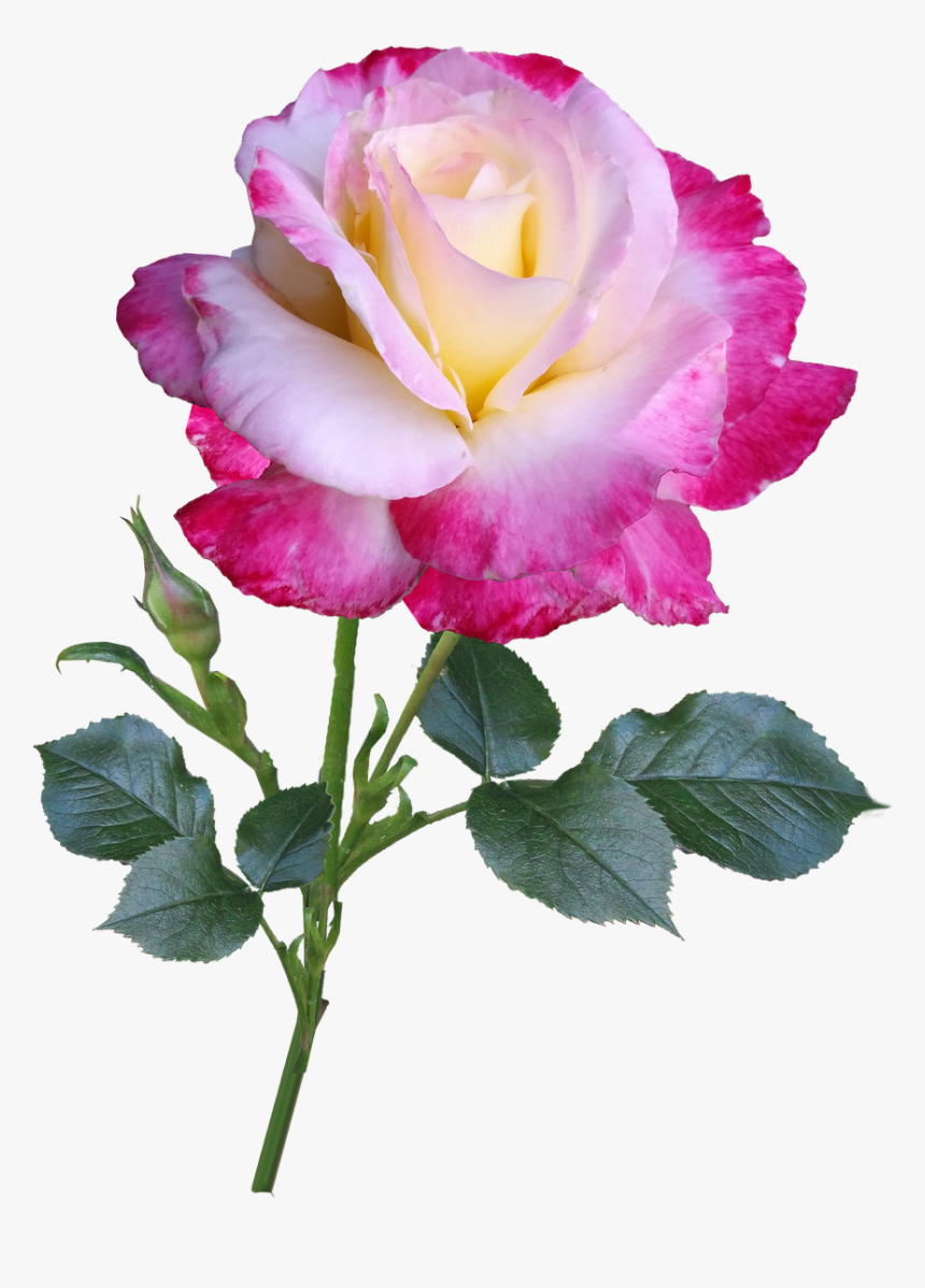 Rose Flower Stem Free Picture - Hd Rose Photo Download, HD Png Download, Free Download