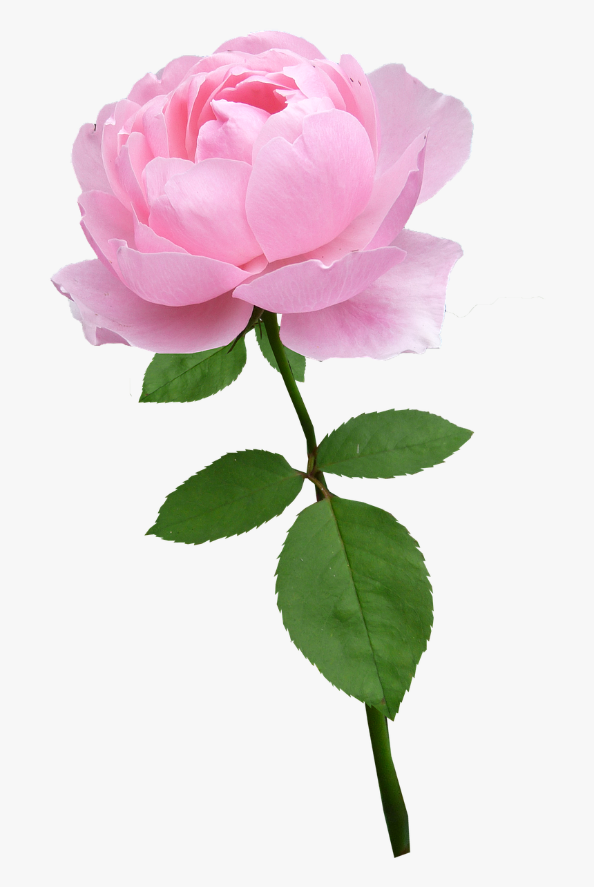 Rose,stem,pale Pink,flower,bloom,free Pictures, Free - Flower With Stem Png, Transparent Png, Free Download