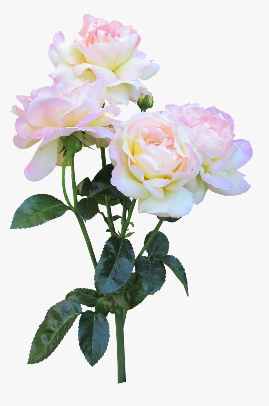 Peace Rose, Stem, Flower, Blooming - Blooming Flowers Png, Transparent Png, Free Download