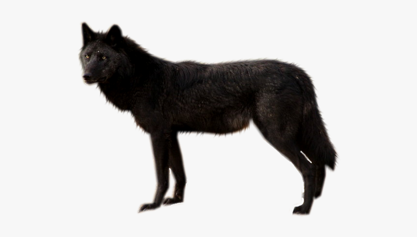 Black Wolf Png By Shadowedxle - Transparent Background Black Wolf Png, Png Download, Free Download