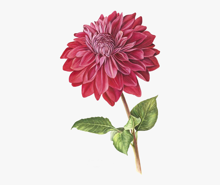 Dahlia Flower Drawing, HD Png Download, Free Download