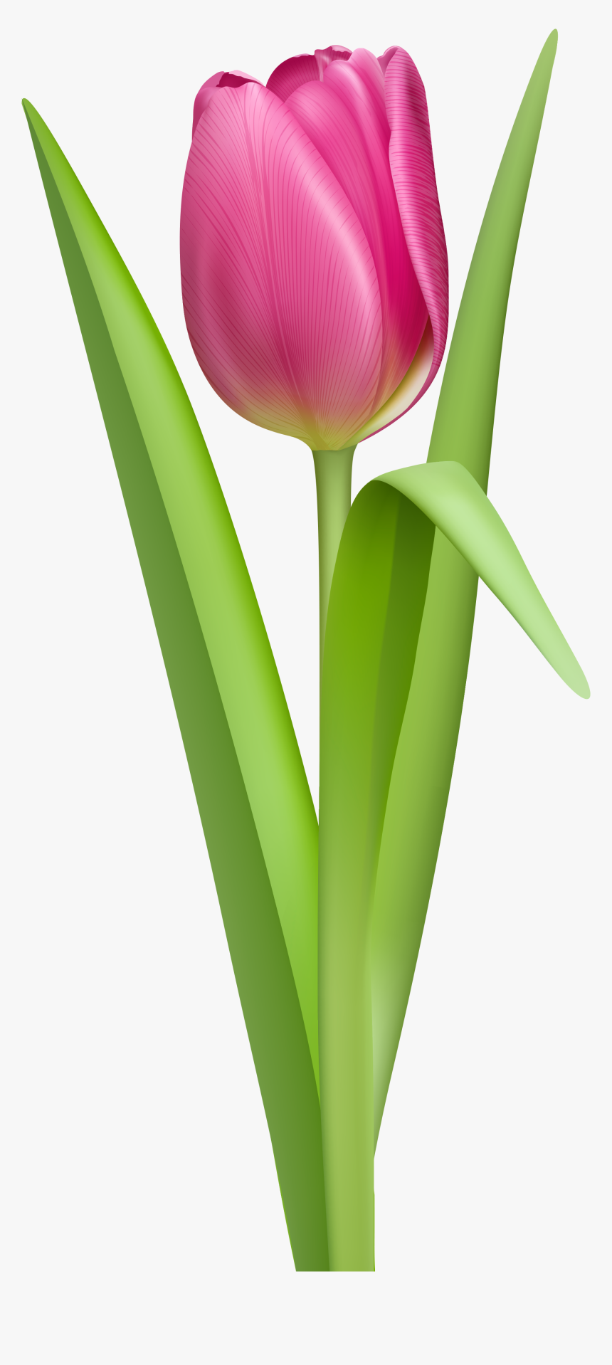 Plant,botany,plant Stem,cut Flowers,pedicel,bud,clip - Tulip Clipart, HD Png Download, Free Download