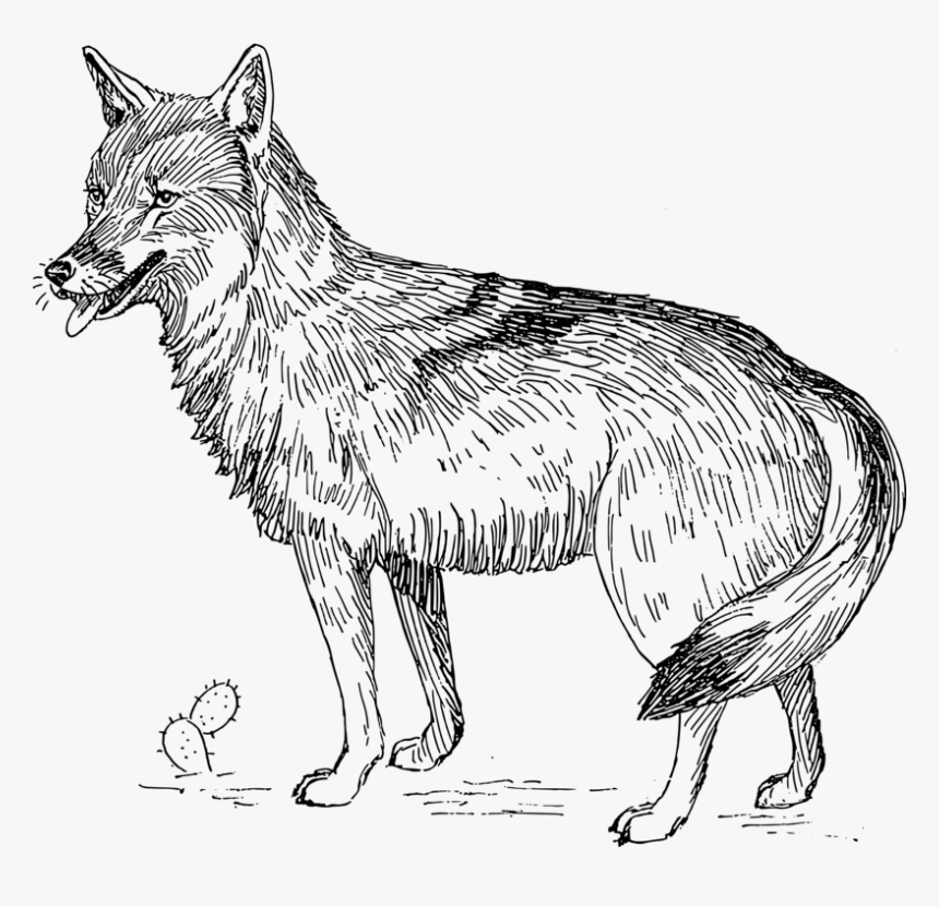 Line Art,wildlife,carnivoran - Coyote Clip Art, HD Png Download, Free Download