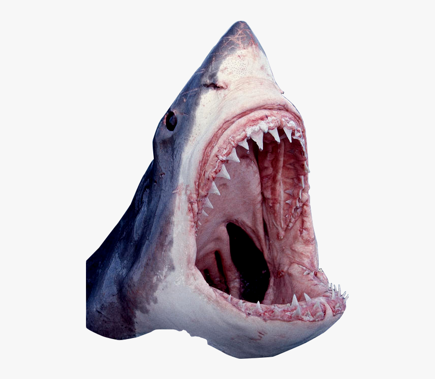 Great White Shark, HD Png Download, Free Download