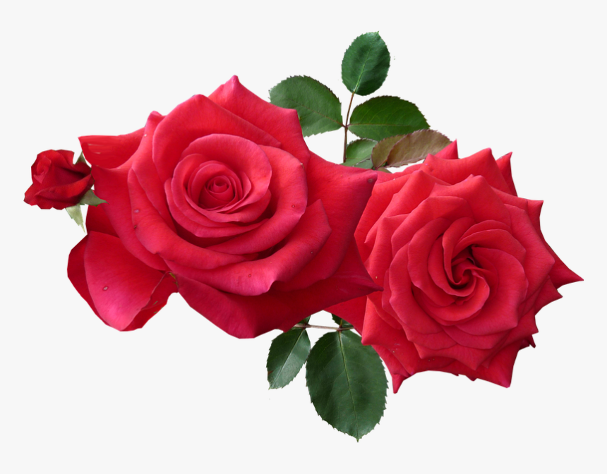 Flower Images Free Download - Roses Png, Transparent Png, Free Download