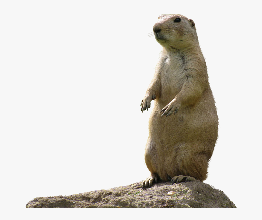 Transparent Dogs Png - Black Tailed Prairie Dog Transparent, Png Download, Free Download