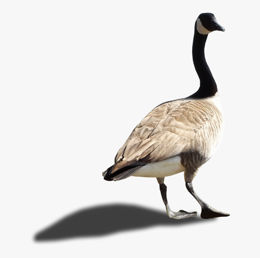 Download Goose Png Image - Goose Transparent Png, Png Download, Free Download