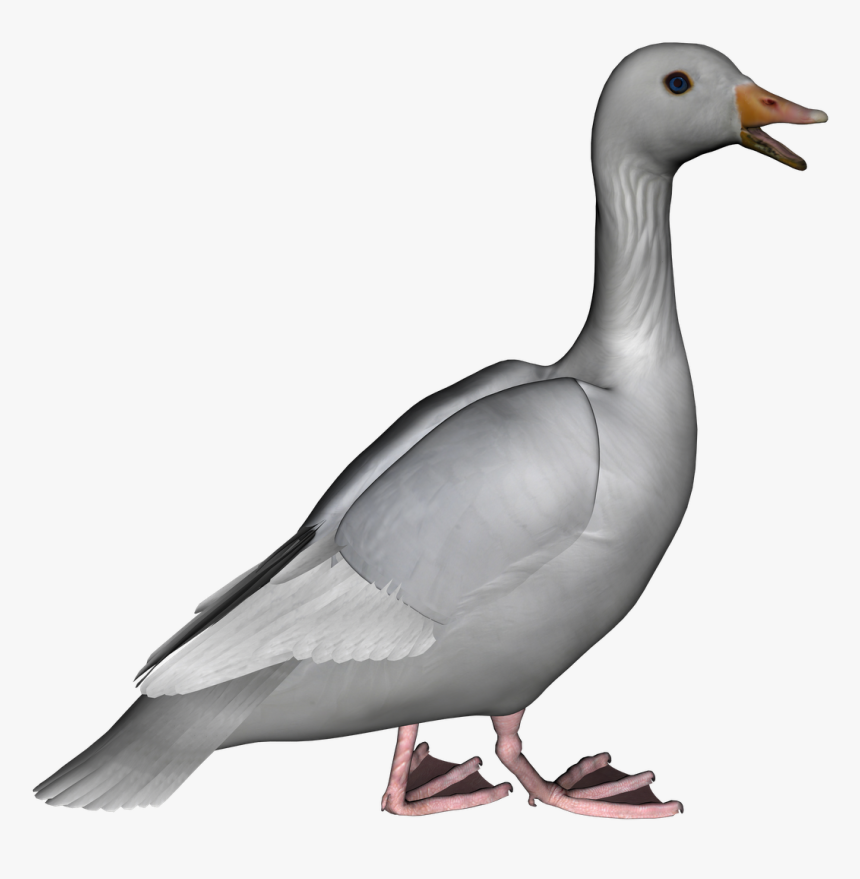 Download Goose Png Photos - Gray Goose Clip Art, Transparent Png, Free Download