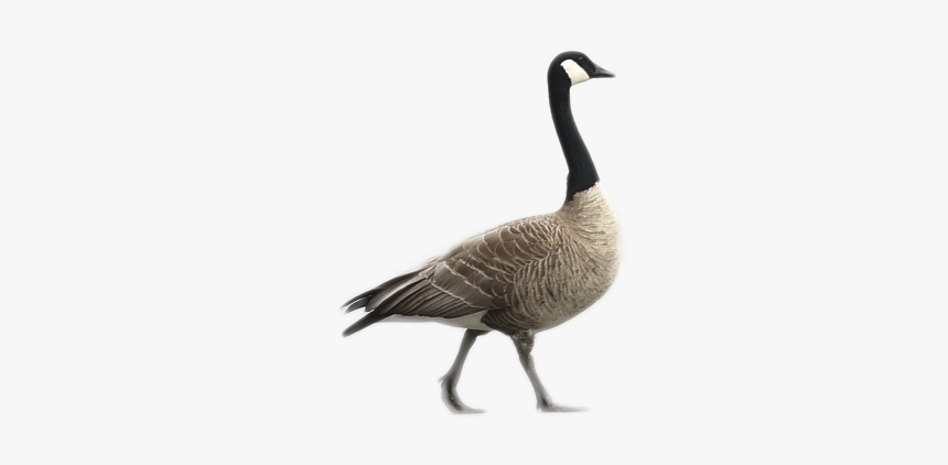 Canada Goose, HD Png Download, Free Download