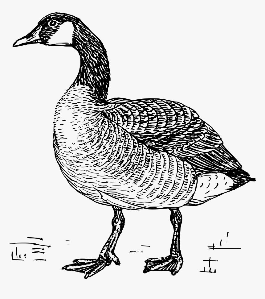 Goose Clip Arts - Black And White Images Of A Goose, HD Png Download, Free Download