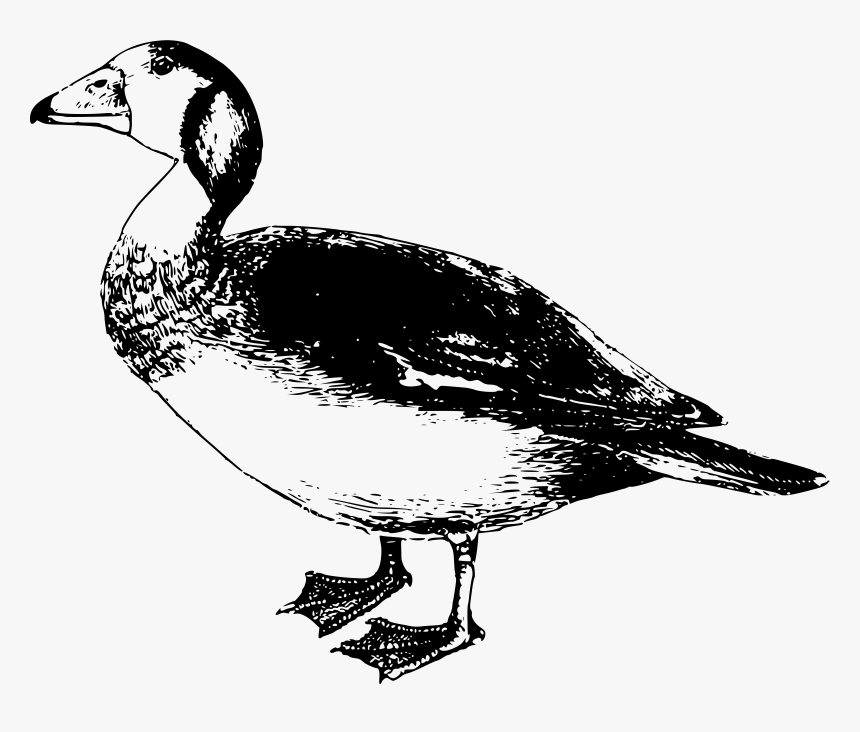 Dwarf Goose Clip Arts - Goose, HD Png Download, Free Download