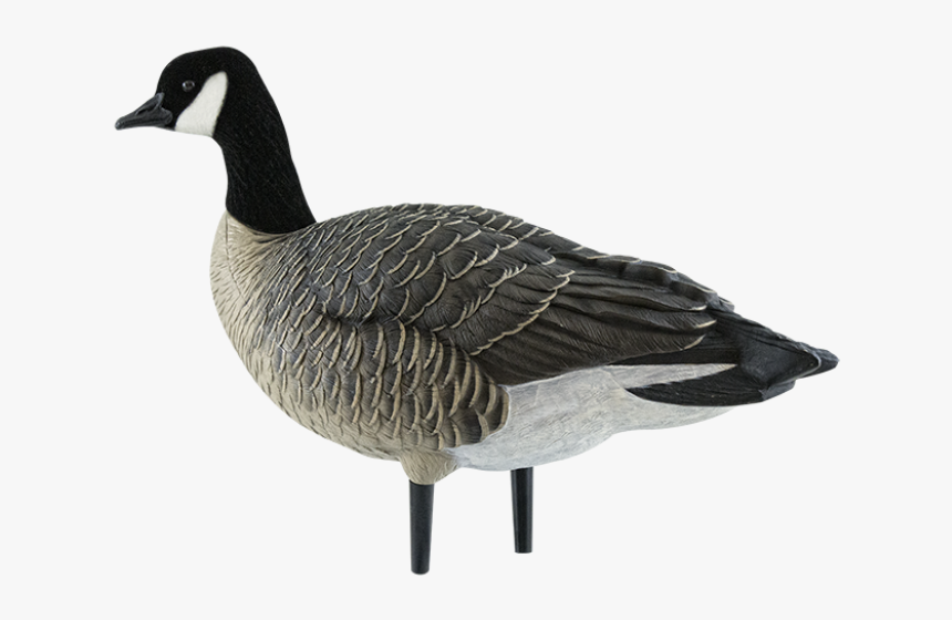 Canada Goose, HD Png Download, Free Download