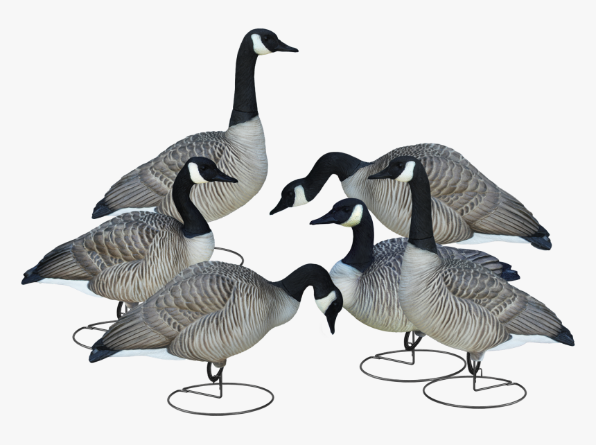 Livecraft™ Full Body Geese - Goose Decoy Full Body, HD Png Download, Free Download