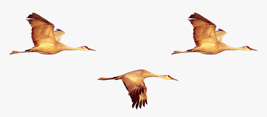 Duck Bird Crane Swan Goose - Crane Duck Bird, HD Png Download, Free Download