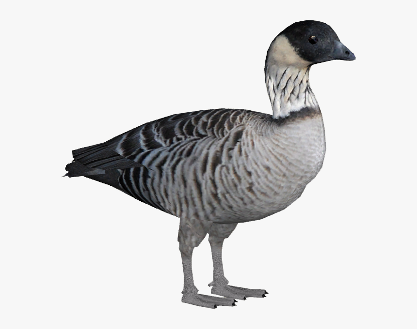 Nene Goose Png - Nene Bird Png, Transparent Png, Free Download