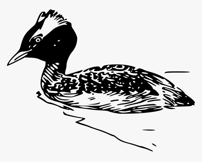 Fowl,beak,goose - Horned Grebe, HD Png Download, Free Download