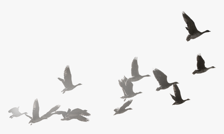 Swan Goose Bird Bailu Wild-goose Fly To The South - Flock Of Doves Png, Transparent Png, Free Download