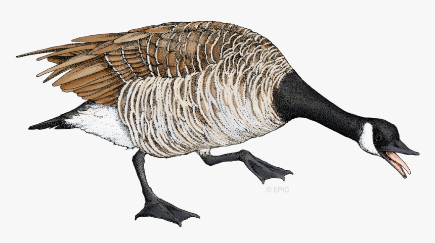 Goose Png, Transparent Png, Free Download