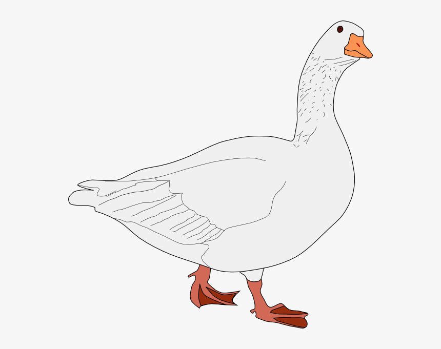 Dark Snow Goose Png, Transparent Png, Free Download