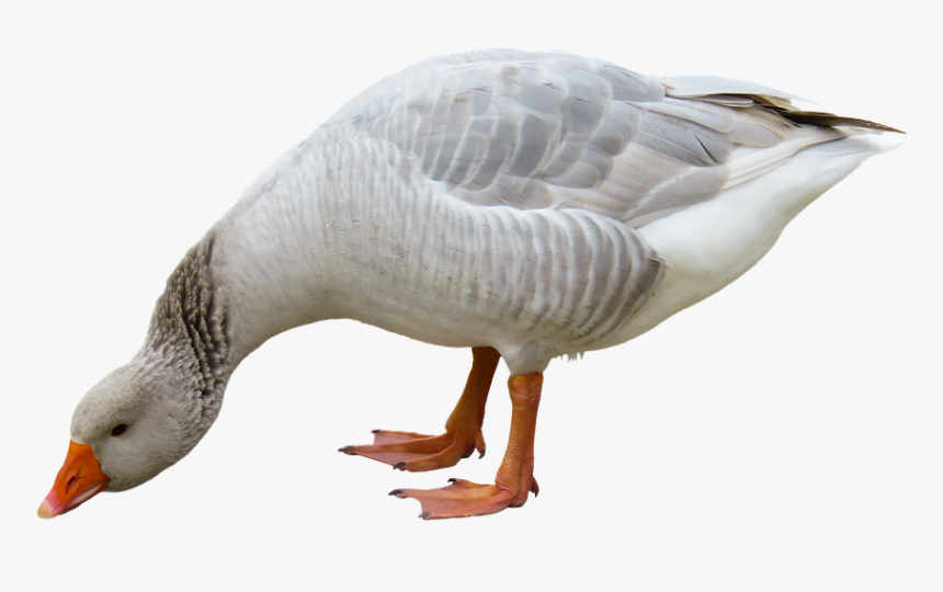 Transparent Geese Png - Ganso Png, Png Download, Free Download