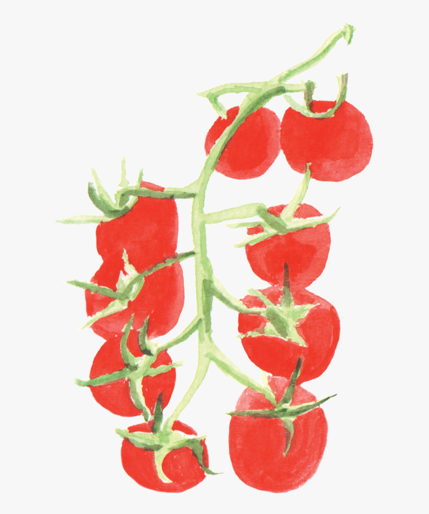 Transparent Tomatoes Png - Plants Of Tomato Watercolor Png, Png Download, Free Download