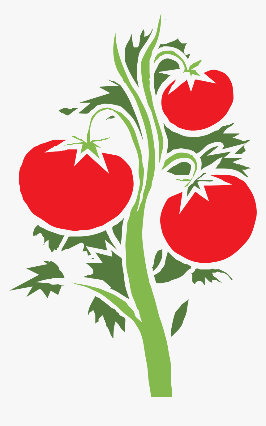 Cherry Tomato Clip Art - Tomato Plant Clipart Png, Transparent Png, Free Download