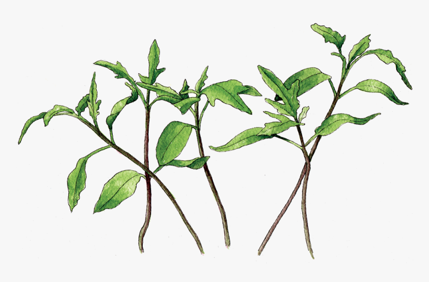 Twig, HD Png Download, Free Download