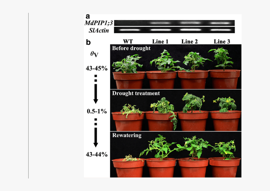 Phenotype Of Transgenic Tomato Plants Ectopically Expressing - Flowerpot, HD Png Download, Free Download