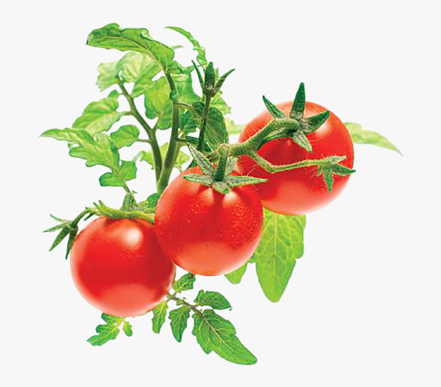 Click And Grow Mini Tomatoes, HD Png Download, Free Download