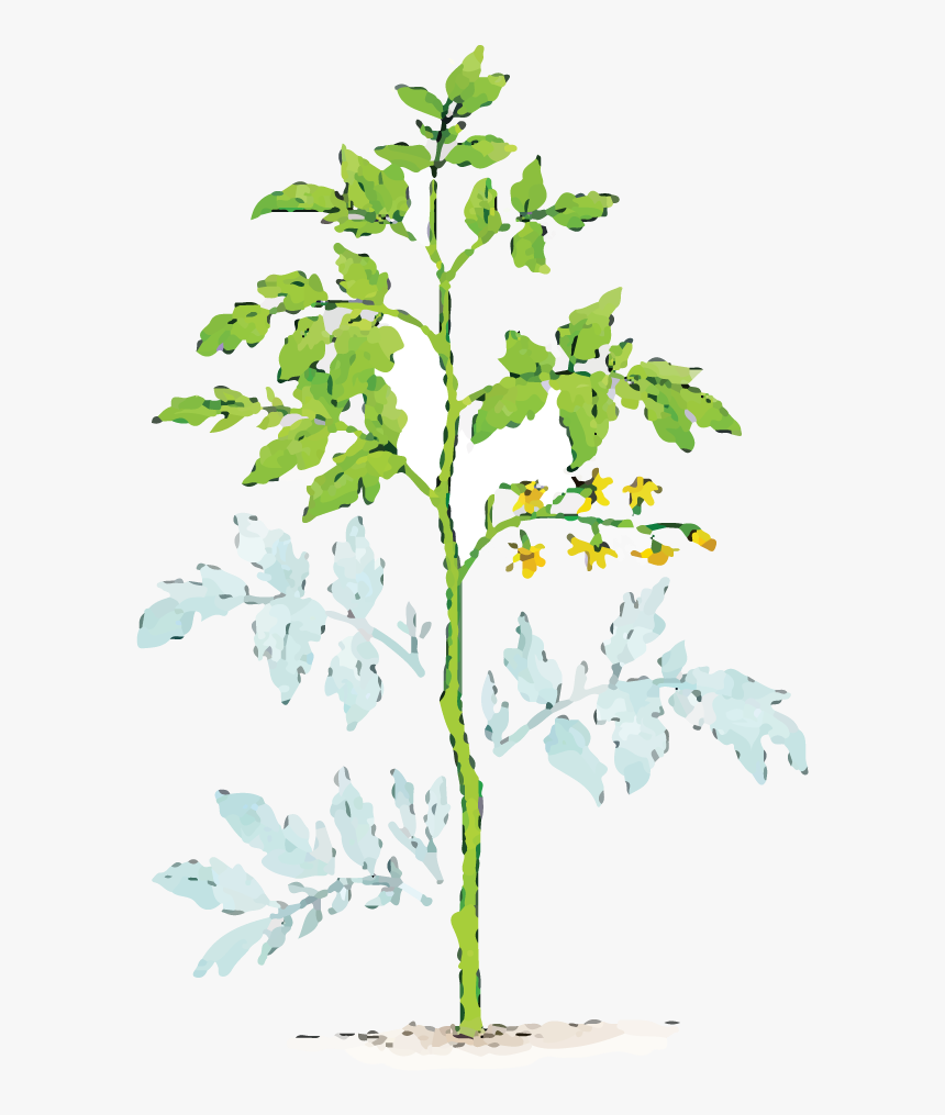 Illustration Of Dust Covered Plant Leaves - Pruning Tomatoes, HD Png Download, Free Download