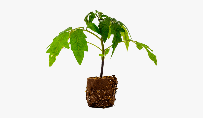 Flowerpot, HD Png Download, Free Download