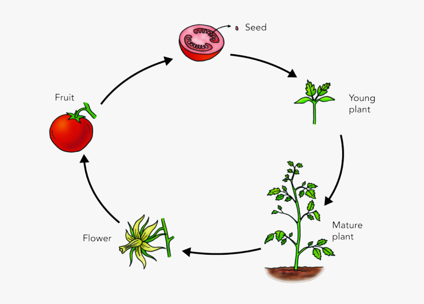 Семя томата схема. Цикл развития растений для детей. Жизненный цикл растений для дошкольников. Цикл томата. Жизненный цикл роста растений для детей.