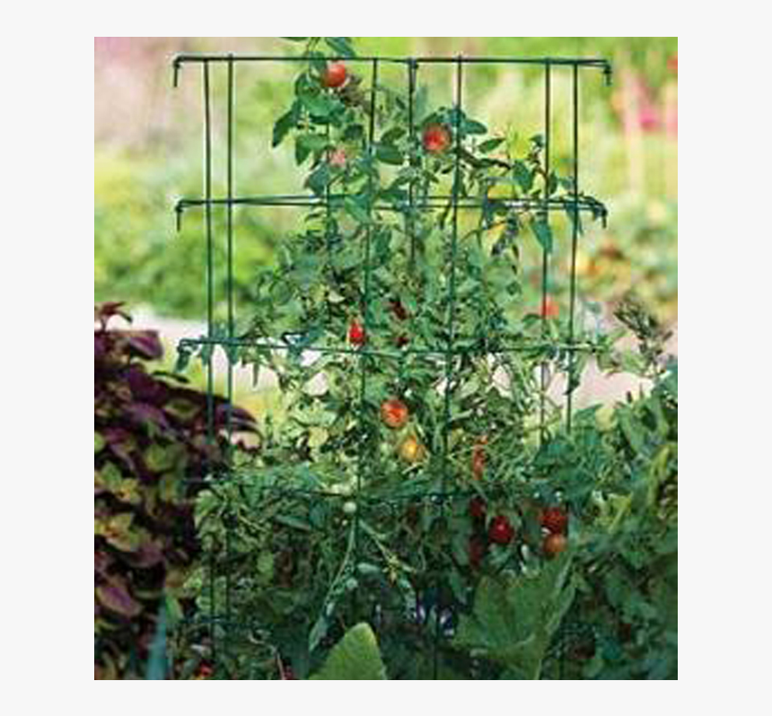 The Mighty Enforcer - Tomato Staking And Caging, HD Png Download, Free Download