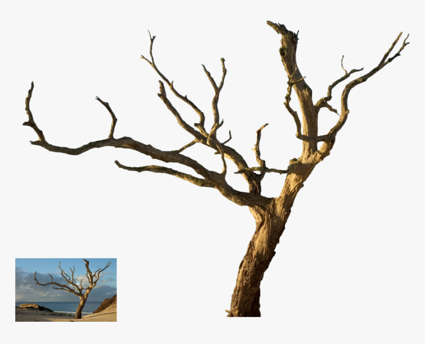 Dead Tree Silhouette Png -dead Tree Png - Dead Tree Hd Png, Transparent Png, Free Download